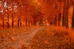 Celebration of Color